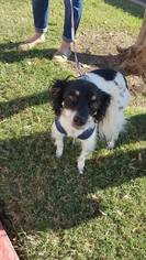 Mutt Dogs for adoption in Wylie, TX, USA