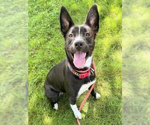 Border Collie-Unknown Mix Dogs for adoption in Sacramento, CA, USA