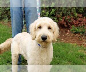 Labradoodle Dogs for adoption in Clovis, CA, USA