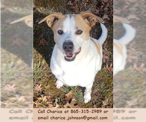 Labrador Retriever-Unknown Mix Dogs for adoption in Oak Ridge, TN, USA