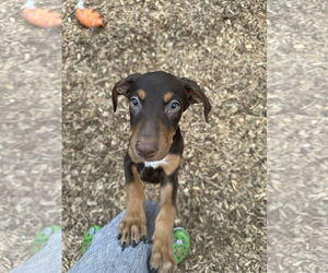 Doberman Pinscher-Unknown Mix Dogs for adoption in Minneaoplis, MN, USA