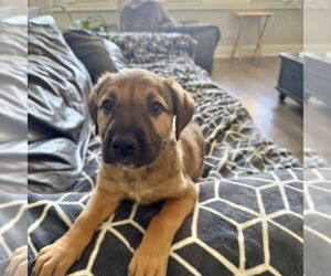 Mutt Dogs for adoption in San Juan Capistrano, CA, USA