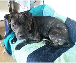 Staffordshire Bull Terrier-Unknown Mix Dogs for adoption in Derwood, MD, USA