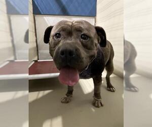 American Pit Bull Terrier Dogs for adoption in Bakersfield, CA, USA