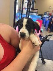 Border Collie Dogs for adoption in Claremore, OK, USA