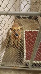 Mutt Dogs for adoption in BOSSIER CITY, LA, USA