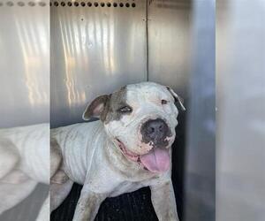 American Pit Bull Terrier-Unknown Mix Dogs for adoption in Corpus Christi, TX, USA