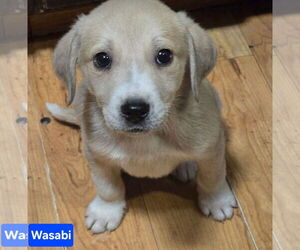 Anatolian Shepherd-Unknown Mix Dogs for adoption in Alexander, AR, USA