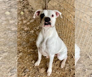 Boxer Dogs for adoption in Dumont, NJ, USA