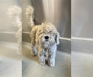 Poodle (Miniature)-Unknown Mix Dogs for adoption in San Martin, CA, USA