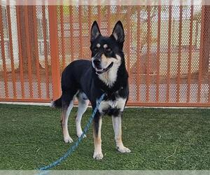 German Shepherd Dog-Unknown Mix Dogs for adoption in Las Vegas, NV, USA