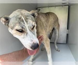 Catahoula Leopard Dog-Siberian Husky Mix Dogs for adoption in Houston, TX, USA