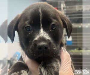Labrador Retriever-Unknown Mix Dogs for adoption in Washington, DC, USA