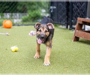 German Shepherd Dog-Unknown Mix Dogs for adoption in Dedham, MA, USA