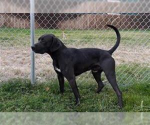 Labrador Retriever Dogs for adoption in Missoula, MT, USA
