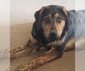 Afghan Hound Dogs for adoption in Salt Lake City, UT, USA