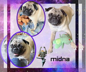 Pug Dogs for adoption in Lindsay, CA, USA
