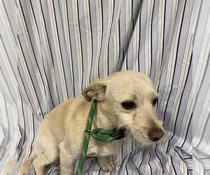 Chihuahua-Unknown Mix Dogs for adoption in Modesto, CA, USA