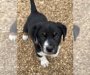 Labrador Retriever-Unknown Mix Dogs for adoption in Bolivar, MO, USA