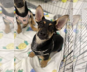 Medium Photo #4 German Shepherd Dog-Unknown Mix Puppy For Sale in Davis, CA, USA