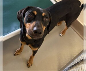 Mutt Dogs for adoption in Sanford, FL, USA