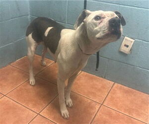 American Pit Bull Terrier Dogs for adoption in Downey, CA, USA