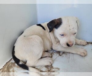 Medium Photo #1 American Staffordshire Terrier Puppy For Sale in Houston, TX, USA