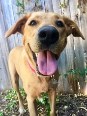 Golden Labrador Dogs for adoption in Tucson, AZ, USA