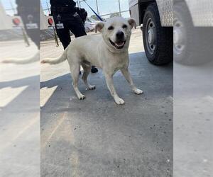 Huskies -Labrador Retriever Mix Dogs for adoption in Corpus Christi, TX, USA