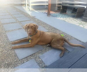 Labrador Retriever-Unknown Mix Dogs for adoption in Aurora, CO, USA