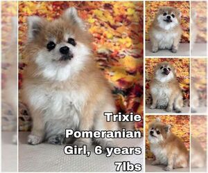 Pomeranian Dogs for adoption in Seattle, WA, USA