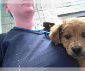 Labrador Retriever-Unknown Mix Dogs for adoption in Tulsa, OK, USA