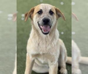 Mutt Dogs for adoption in Pearland, TX, USA