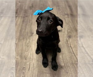 Labrador Retriever-Unknown Mix Dogs for adoption in Lakewood, CO, USA