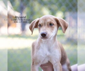 Australian Shepherd-Beagle Mix Dogs for adoption in Manchester, MO, USA