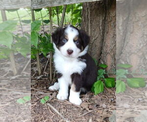 Australian Shepherd-Unknown Mix Dogs for adoption in Aurora, IN, USA
