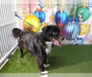 Borador Dogs for adoption in Orlando, FL, USA