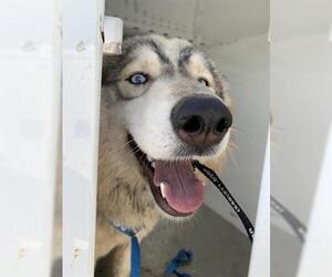 Siberian Husky Dogs for adoption in Hanford, CA, USA