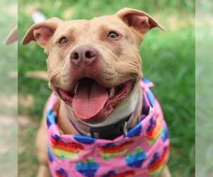 American Staffordshire Terrier-Unknown Mix Dogs for adoption in San Antonio, TX, USA