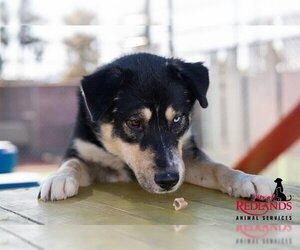 Siberian Husky-Unknown Mix Dogs for adoption in Redlands, CA, USA