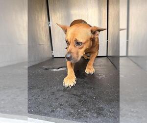 American Staffordshire Terrier-Unknown Mix Dogs for adoption in San Antonio, TX, USA