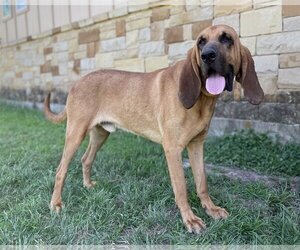 Bloodhound Dogs for adoption in PIPE CREEK, TX, USA