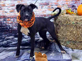 Bullboxer Pit Dogs for adoption in Sanford, FL, USA
