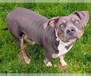 Staffordshire Bull Terrier Dogs for adoption in Akron, OH, USA