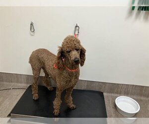 Poodle (Standard) Dogs for adoption in Pasadena, CA, USA