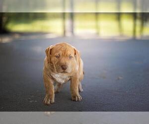 Staffordshire Bull Terrier-Unknown Mix Dogs for adoption in Belleville, IL, USA