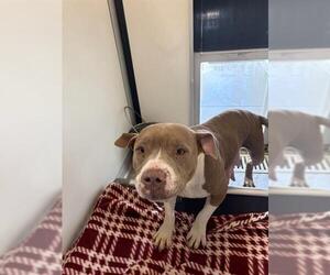 American Bulldog Dogs for adoption in Sugar Land, TX, USA