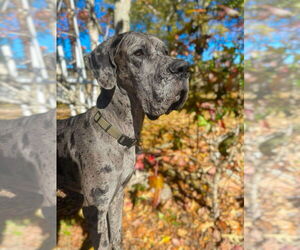 Great Dane Dogs for adoption in Bullard, TX, USA