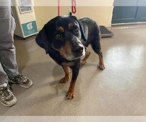 Rottweiler Dogs for adoption in Pasadena, CA, USA
