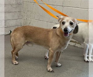 Chihuahua-Unknown Mix Dogs for adoption in San Bernardino, CA, USA